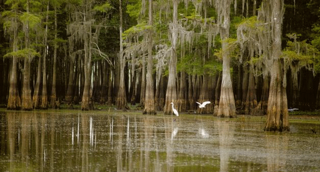 Cypress trees and pelicans in the Atchafalaya Basin